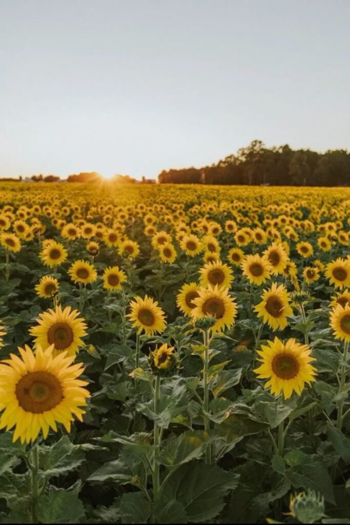 Bir Ağustos Söylenmesi